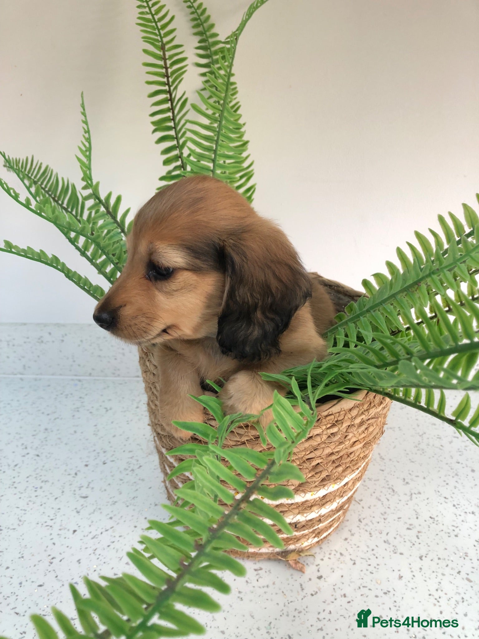 Miniature Dachshund dogs K.C.Reg Miniature Dachshunds  - Advert 4