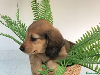 Miniature Dachshund dogs K.C.Reg Miniature Dachshunds - Advert 4