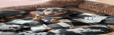 Dachshund 3