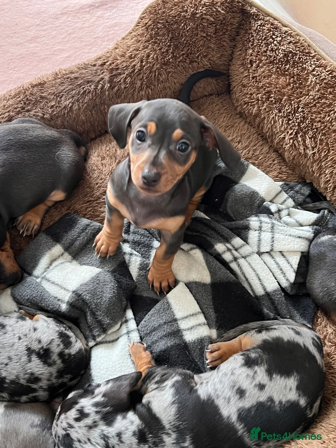 Dachshund dogs for sale: Miniature Dachsund Puppies - Advert 9