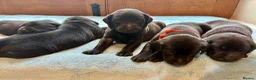 Labrador Retriever dogs for sale: Beautiful KC Registered Labrador Puppies - Advert 5