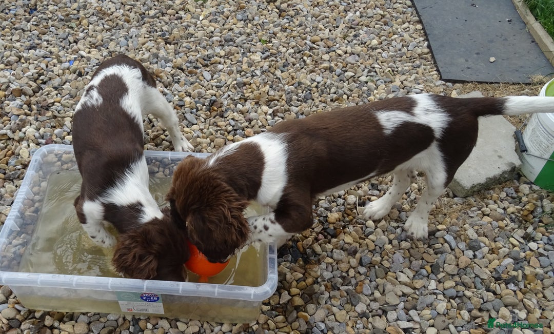 English Springer Spaniel dogs for sale: Two Gorgeous Boy English Springer Spaniel Puppies  - Image 39