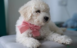 Shihpoo dogs for sale: Shihpoo - Image 9