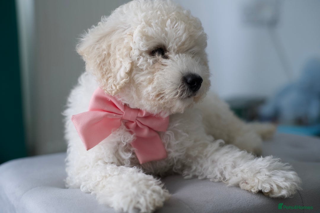 Shihpoo dogs for sale: Shihpoo - Image 9