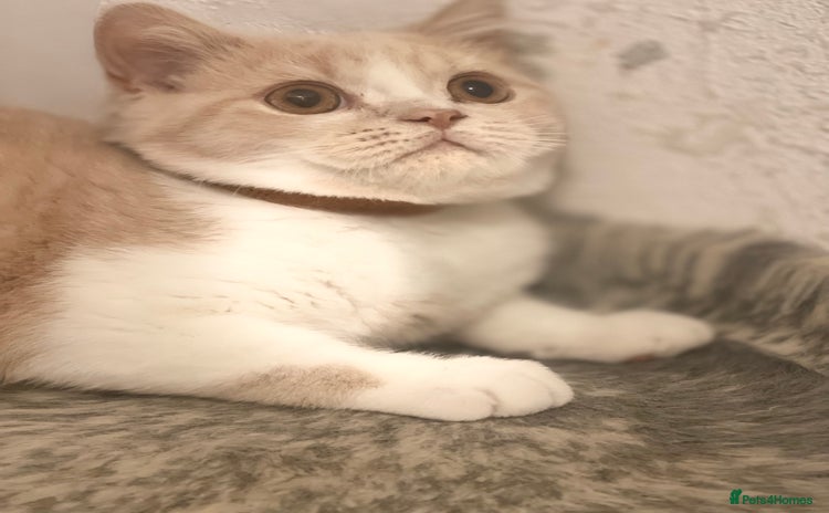 British Shorthair cats - Advert 4