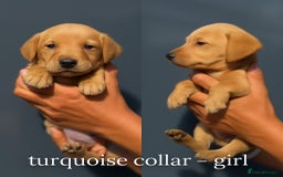 Labrador Retriever dogs for sale: Labrador pups - uniques Shades - Cream to Fox Red - Image 13