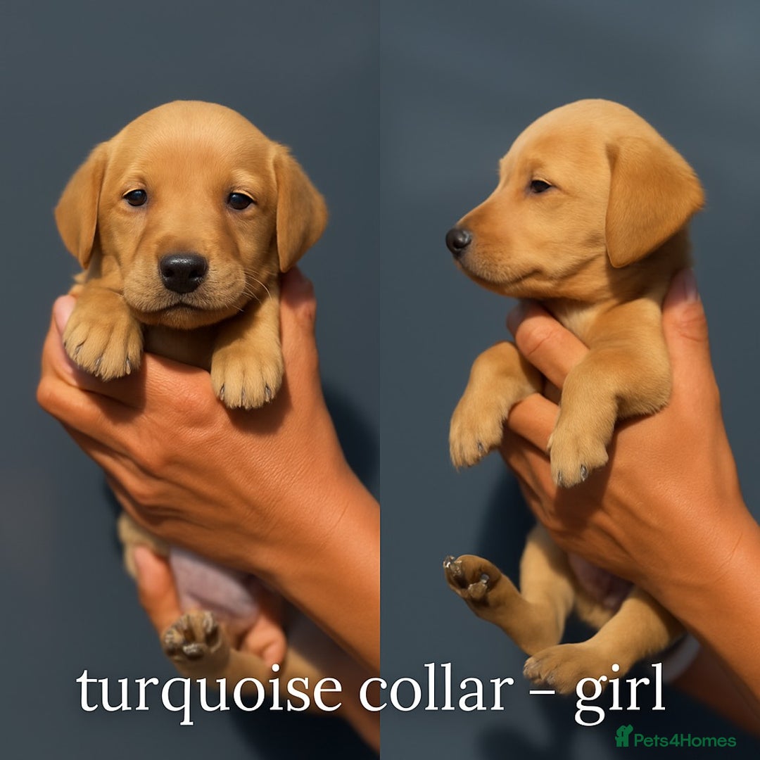 Labrador Retriever dogs for sale: Labrador pups - uniques Shades - Cream to Fox Red - Image 13