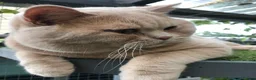 British Shorthair cats for sale: Stunning Gccf reg litter  - Advert 7