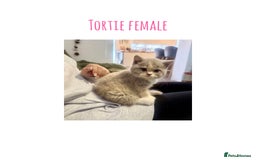 British Shorthair cats for sale: Gccf registered British shorthair kittens - Image 3