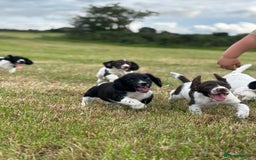 English Springer Spaniel dogs for sale: Stunning DNA Clear KC Springer Spaniel Puppies  - Image 2