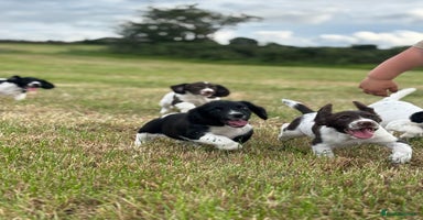 English Springer Spaniel dogs - Advert 11