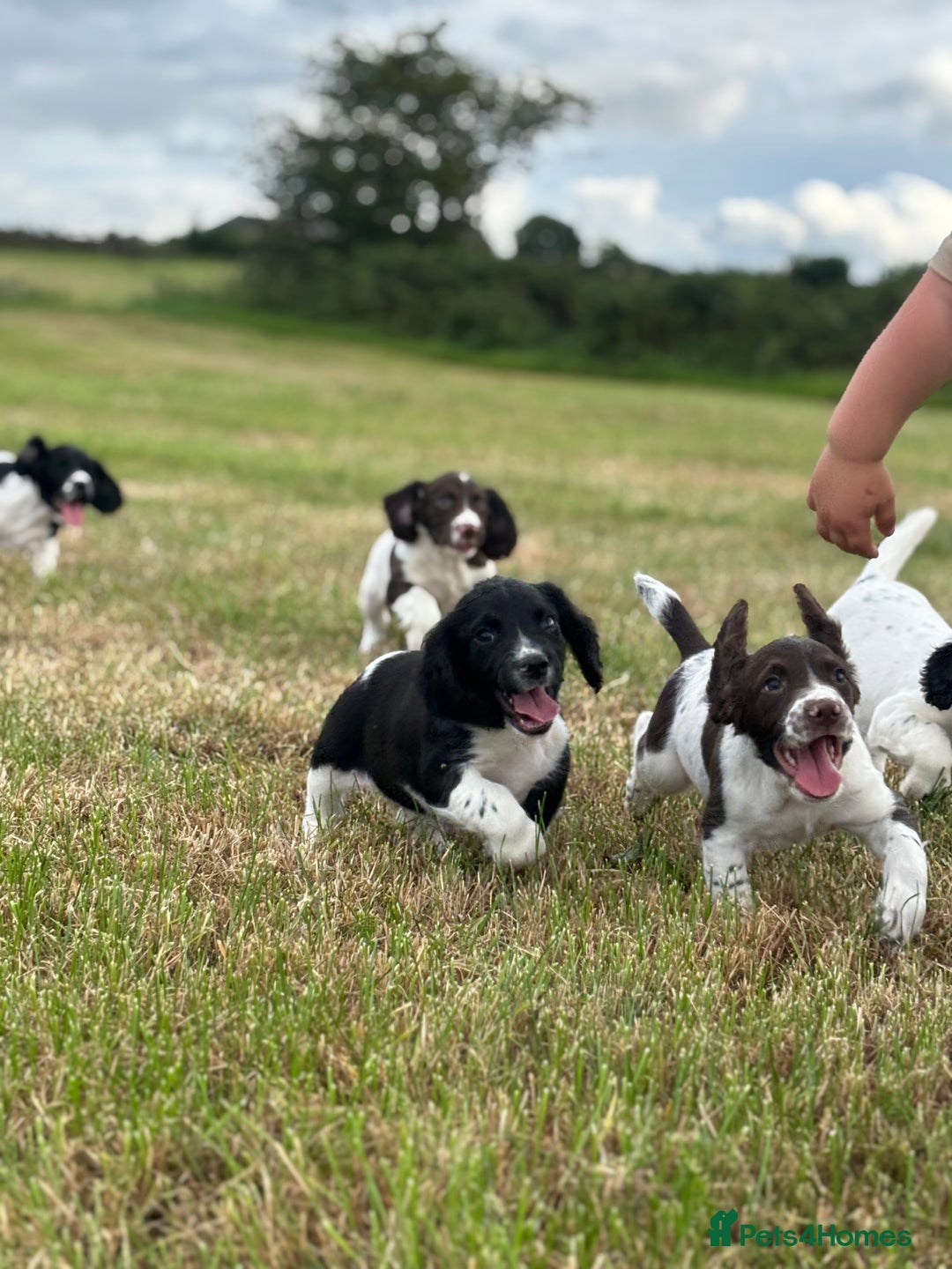 English Springer Spaniel dogs for sale: Stunning DNA Clear KC Springer Spaniel Puppies  - Image 2