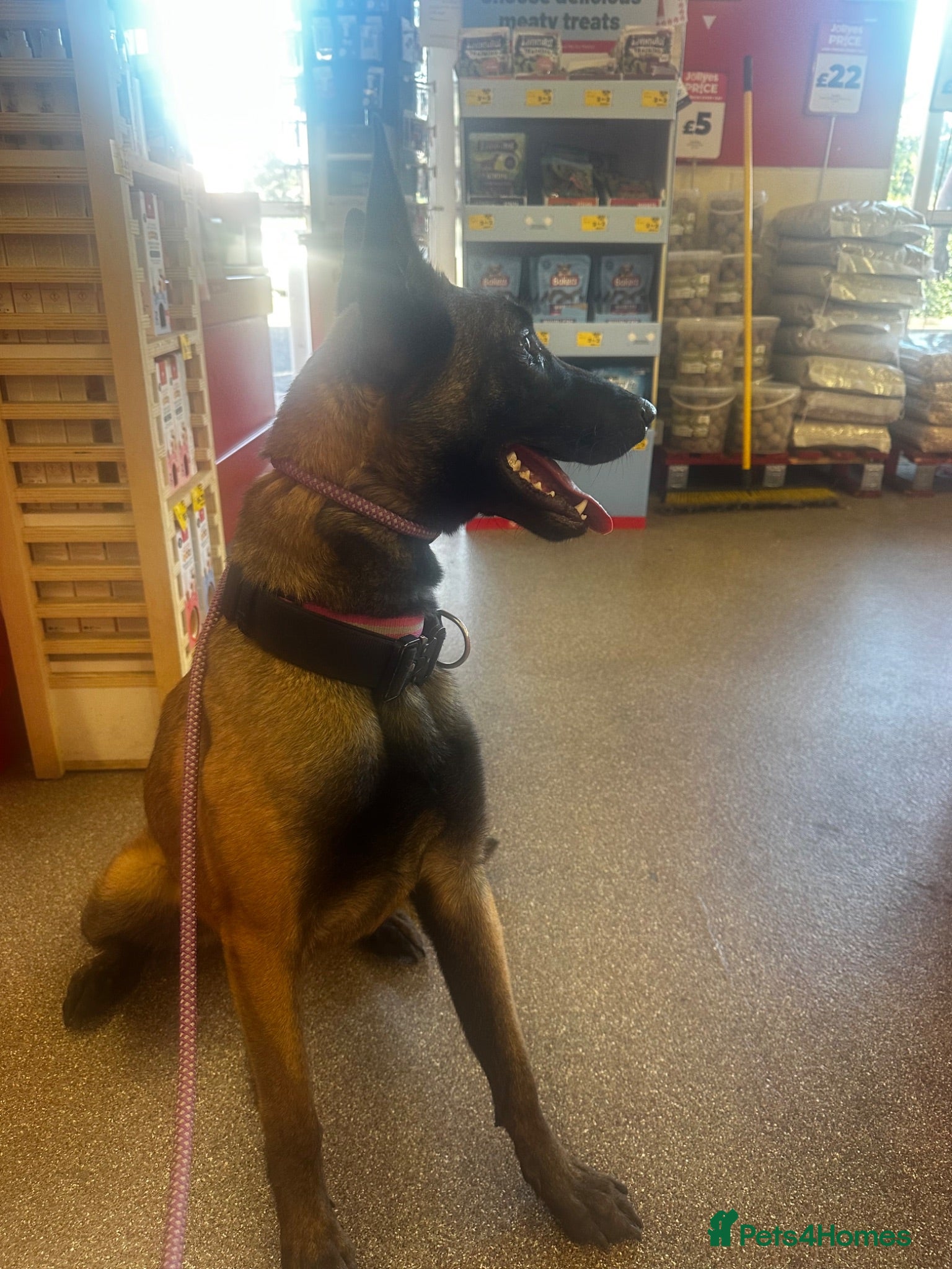 Belgian Shepherd Dog dogs Belguim shepherd Mali  - Advert 1