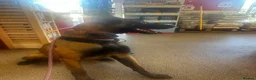 Belgian Shepherd Dog dogs for sale: Belguim shepherd Mali  in Maidstone - Advert 1