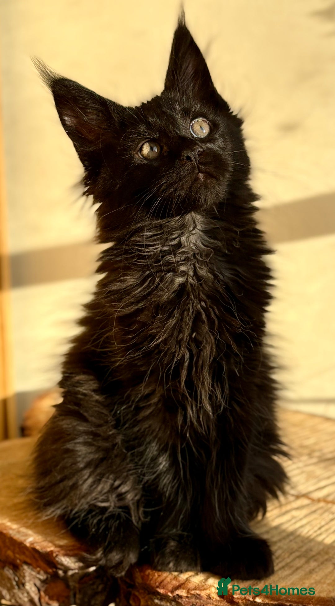 Maine Coon cats for sale: Beautiful Maine coon kittens - Advert 9