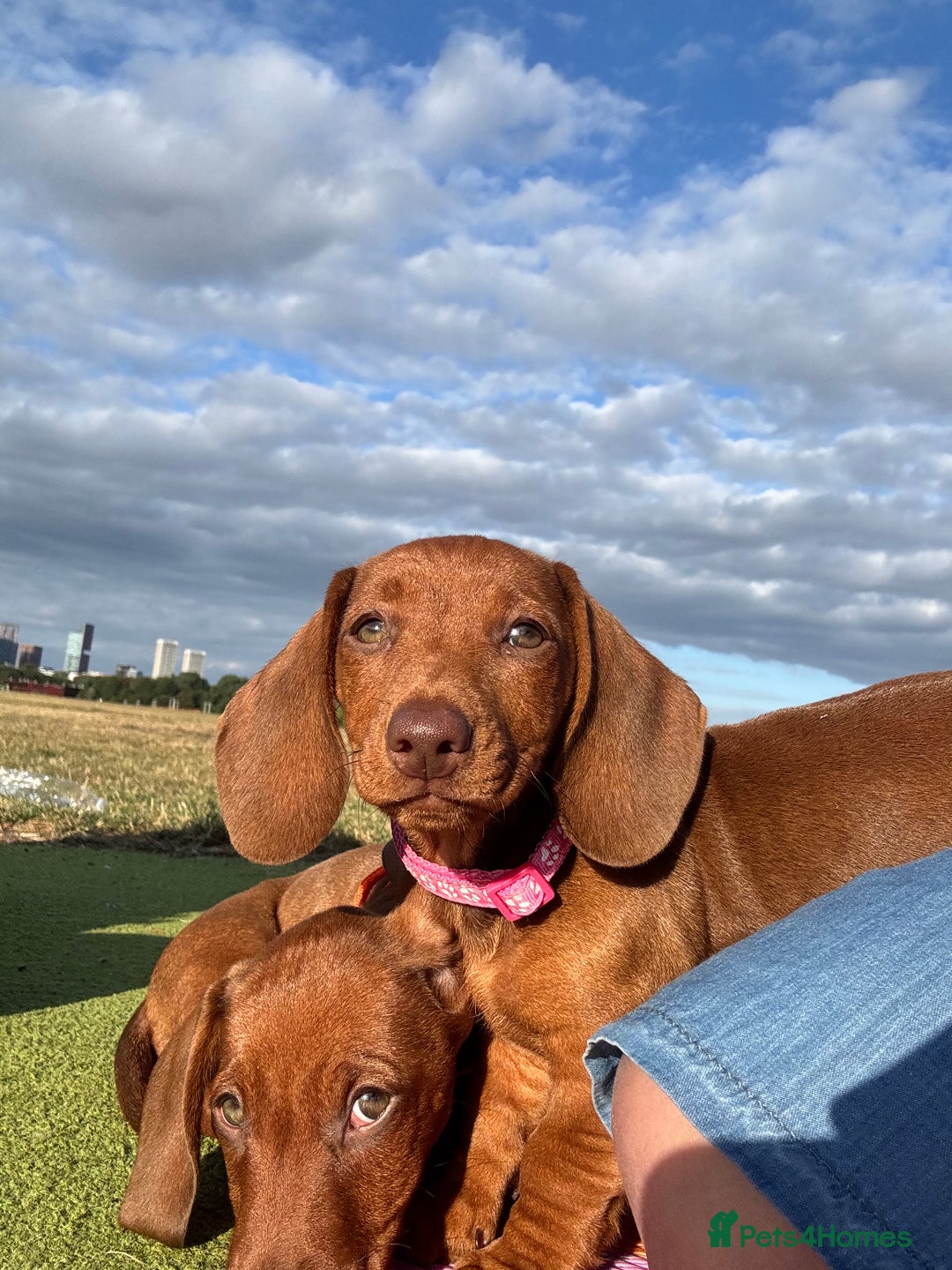 Dachshund dogs for sale: Beautiful puppies of standard dachshund  - Image 21