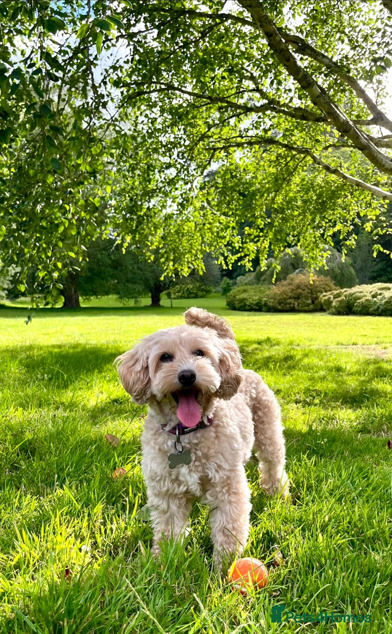 Cockapoo dogs Beautiful Cockapoo looking for a new home  - Advert 2