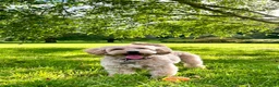 Cockapoo dogs for sale: Beautiful Cockapoo looking for a new home  - Advert 2