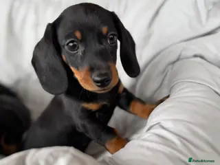 Dachshund dogs BLACK AND TAN BOY PUPPY - Advert 14