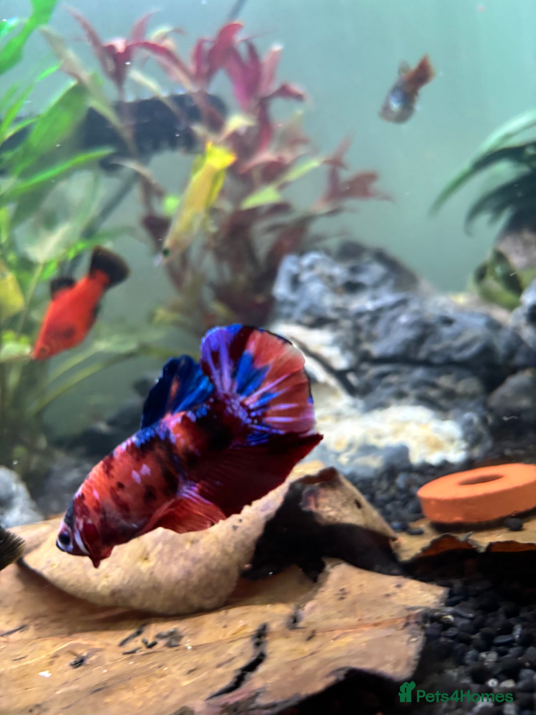 Plecos fish for sale: Koi Betta, livebearers & other fish… - Image 2