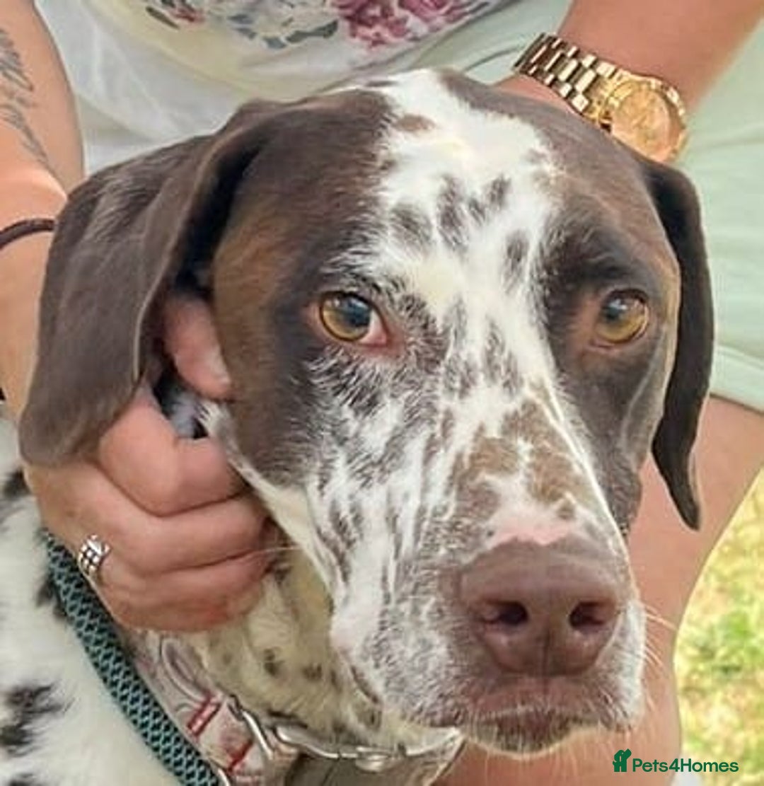 German Shorthaired Pointer dogs for adoption: Domino, a stunning young pointer cross - Image 6