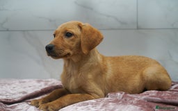 Labrador Retriever dogs for sale: Exceptional Health Tested KC Labrador Puppies - Image 10