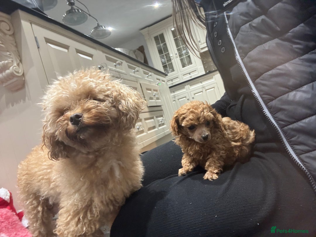 Toy Poodle dogs for sale: Asian x toy poodles available  - Advert 11