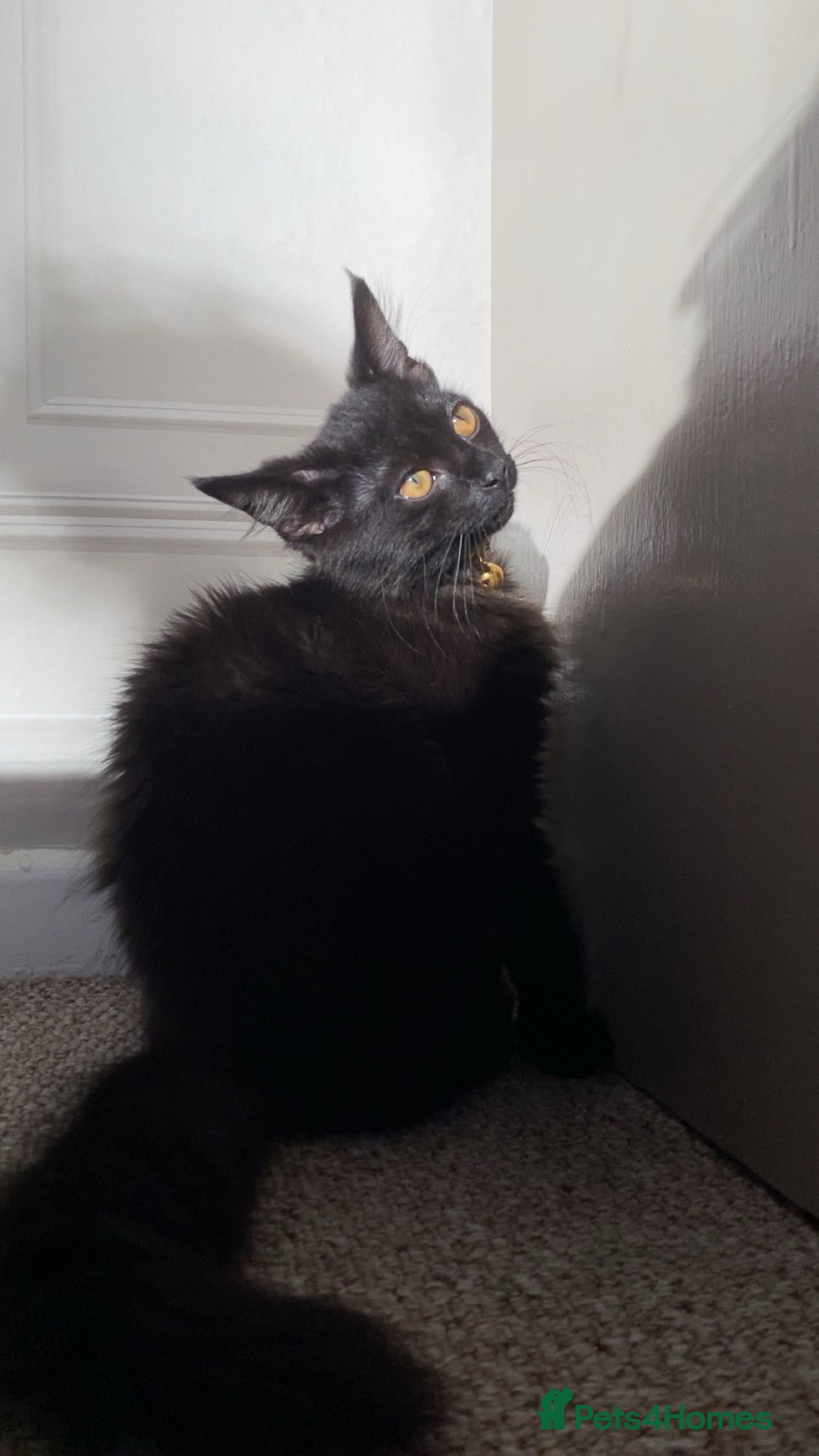 Norwegian Forest Cat cats Forest kitten  - Advert 1