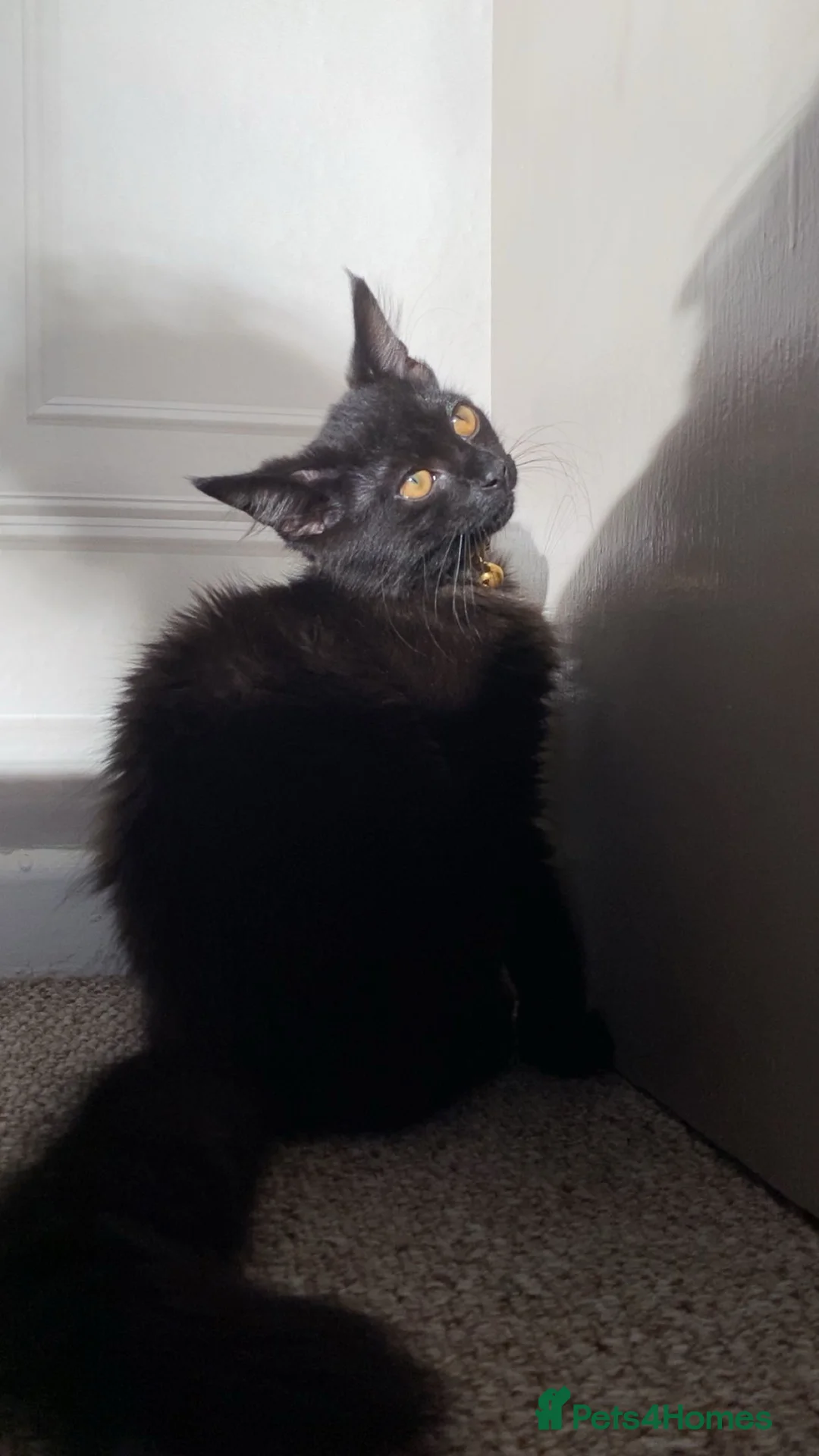 Norwegian Forest Cat cats for sale: Forest kitten  - Advert 1