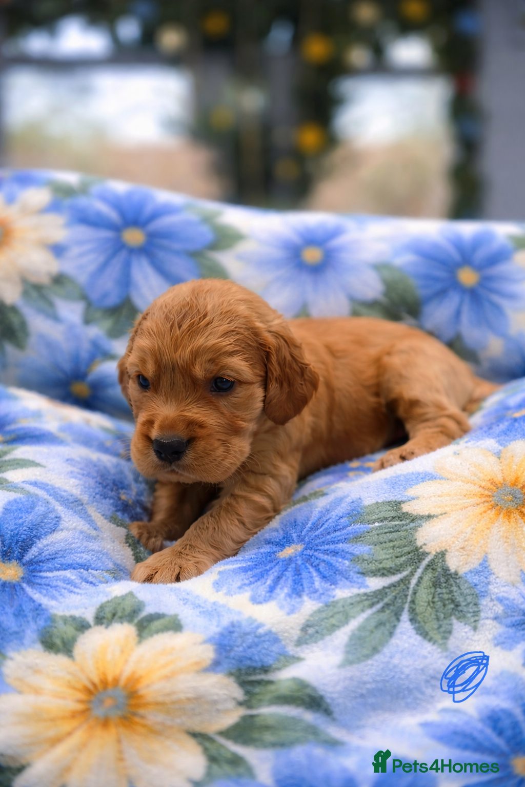 Cocker Spaniel dogs KC Reg Show Type Cocker Spaniel puppies - Advert 2