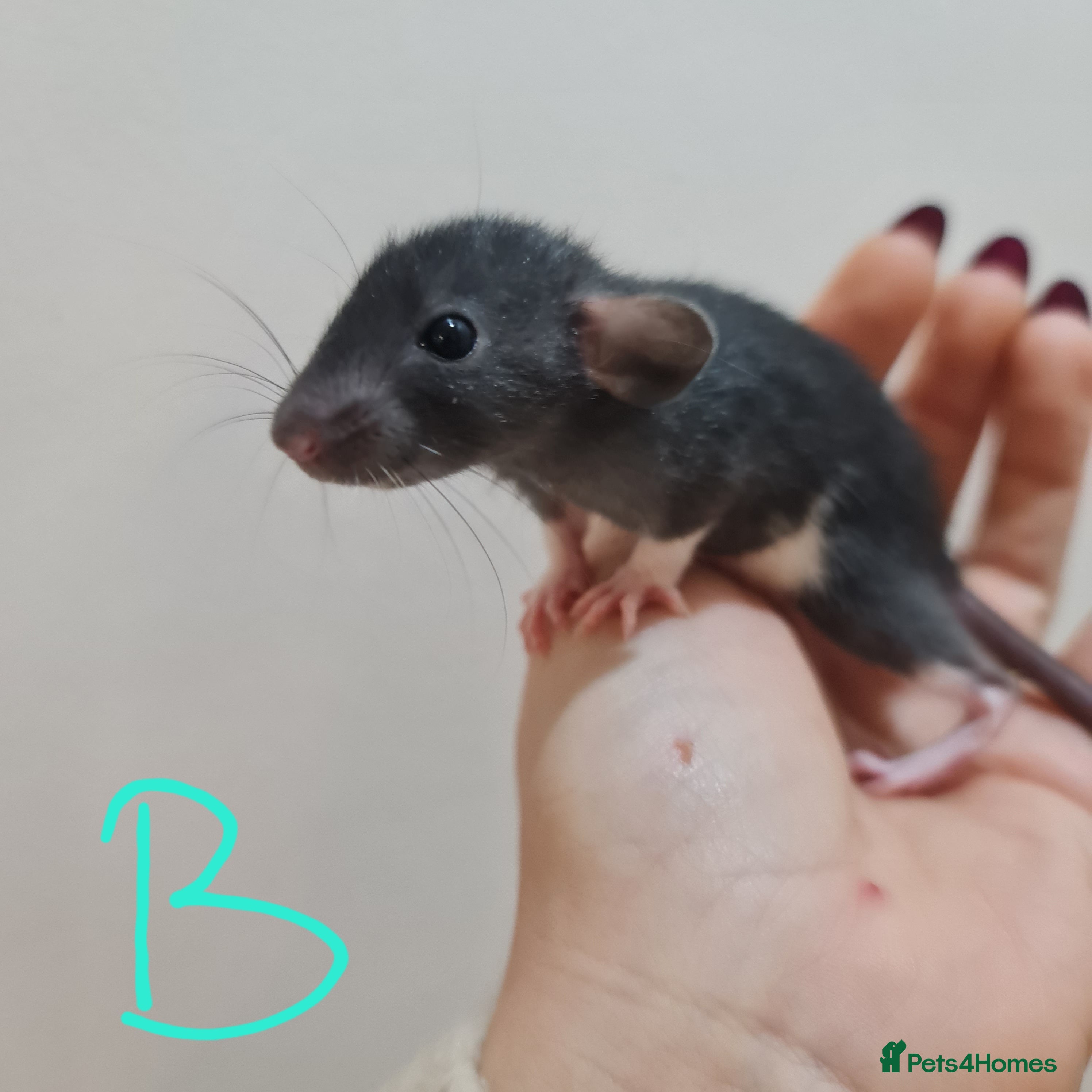 Rat rodents Baby rats  - Advert 4