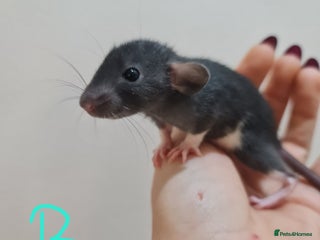 Rat rodents Baby rats - Advert 16
