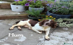 English Springer Spaniel dogs for sale: 🐶 6 x KC REG SPRINGER SPANIELS READY 30th OCT 🎃 - Image 12