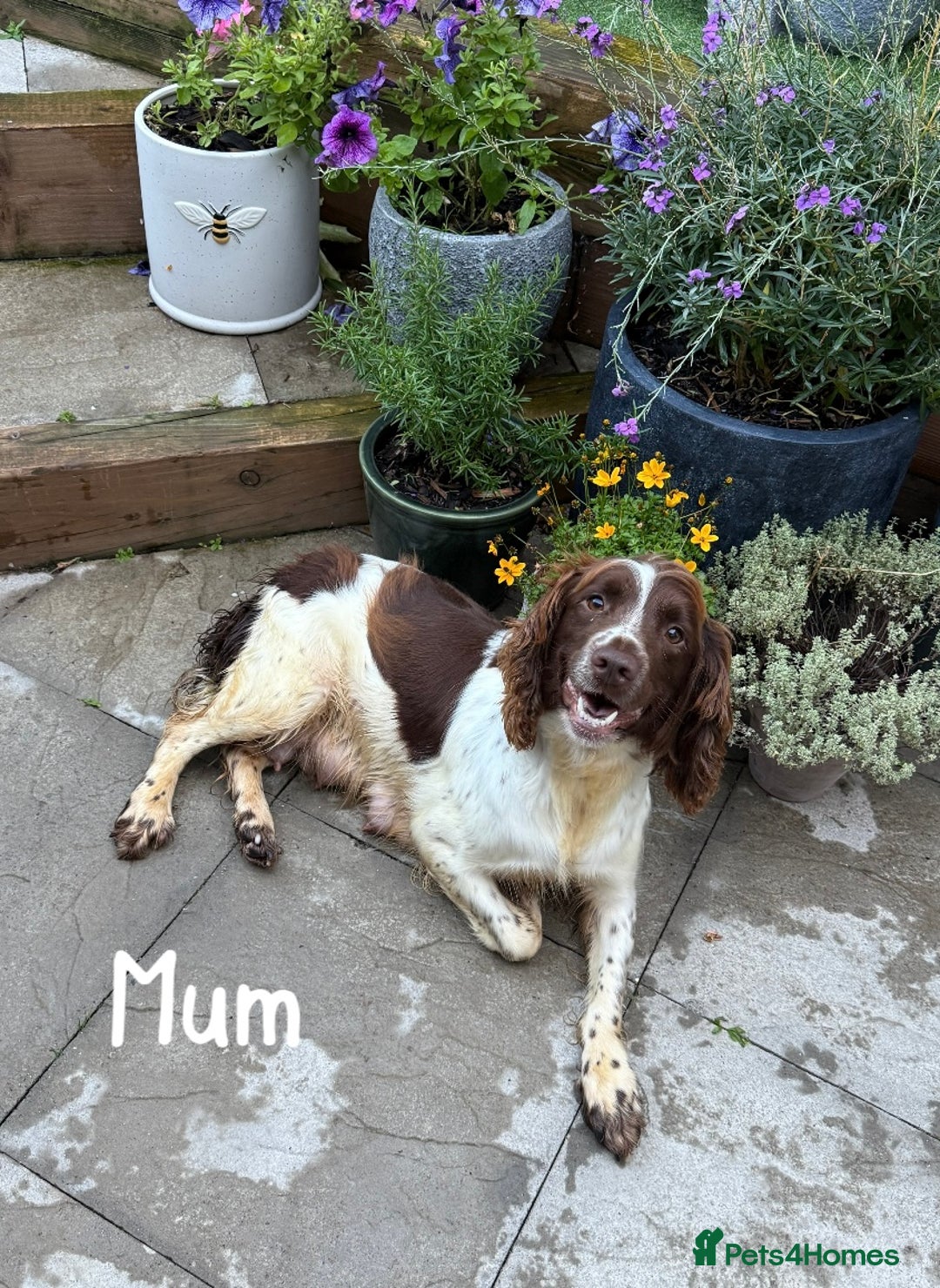 English Springer Spaniel dogs for sale: 🐶 6 x KC REG SPRINGER SPANIELS READY 30th OCT 🎃 - Image 12
