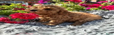 Miniature Poodle 2