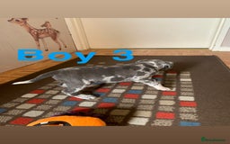 Staffordshire Bull Terrier dogs for sale: RARE BLUE MERLE STAFFORDSHIRE BULL TERRIER PUPPIES - Image 24