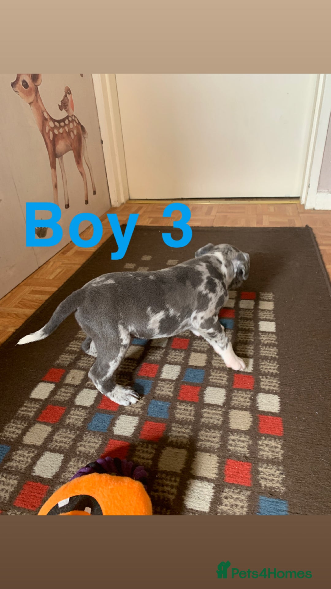 Staffordshire Bull Terrier dogs for sale: RARE BLUE MERLE STAFFORDSHIRE BULL TERRIER PUPPIES - Image 24