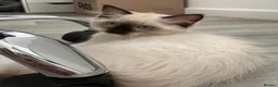 Ragdoll cats for sale: Stunning Purebred Ragdoll Kittens - Advert 12
