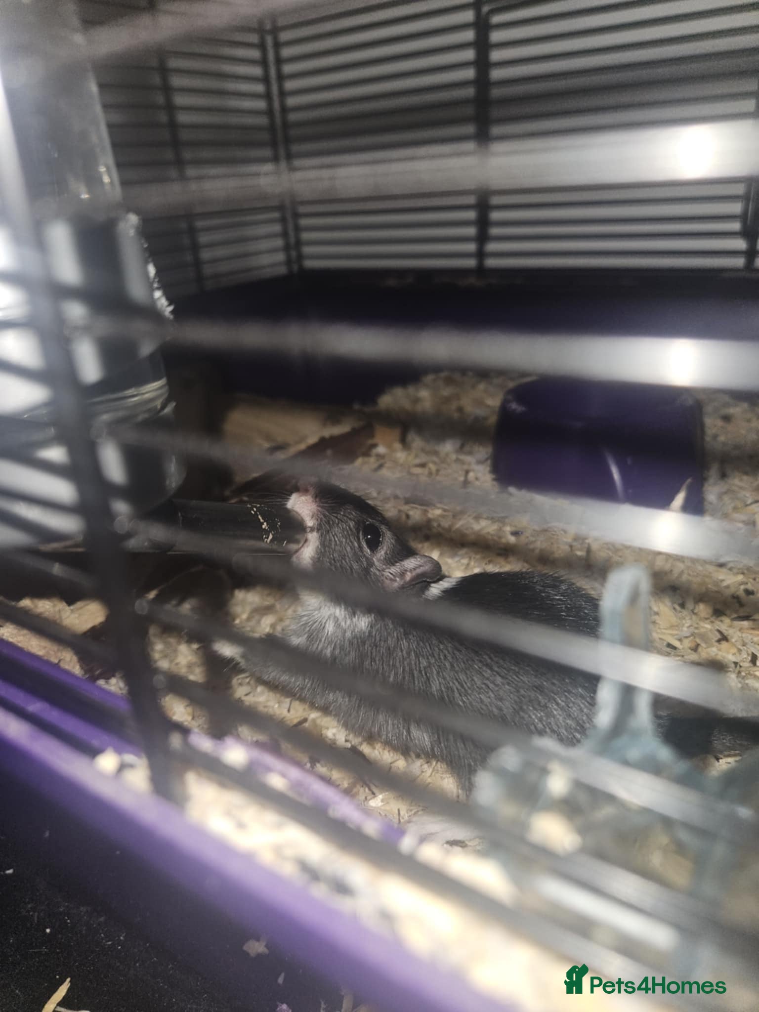 Gerbil rodents Female Gerbil - Advert 10