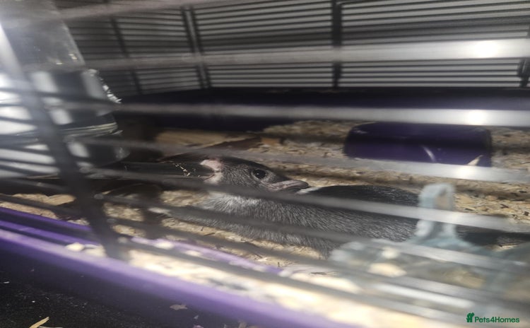 Gerbil rodents - Advert 3