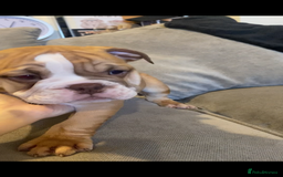 English Bulldog dogs for sale: Pedigree English bulldogs top-lines (7 weeks old)  - Image 10