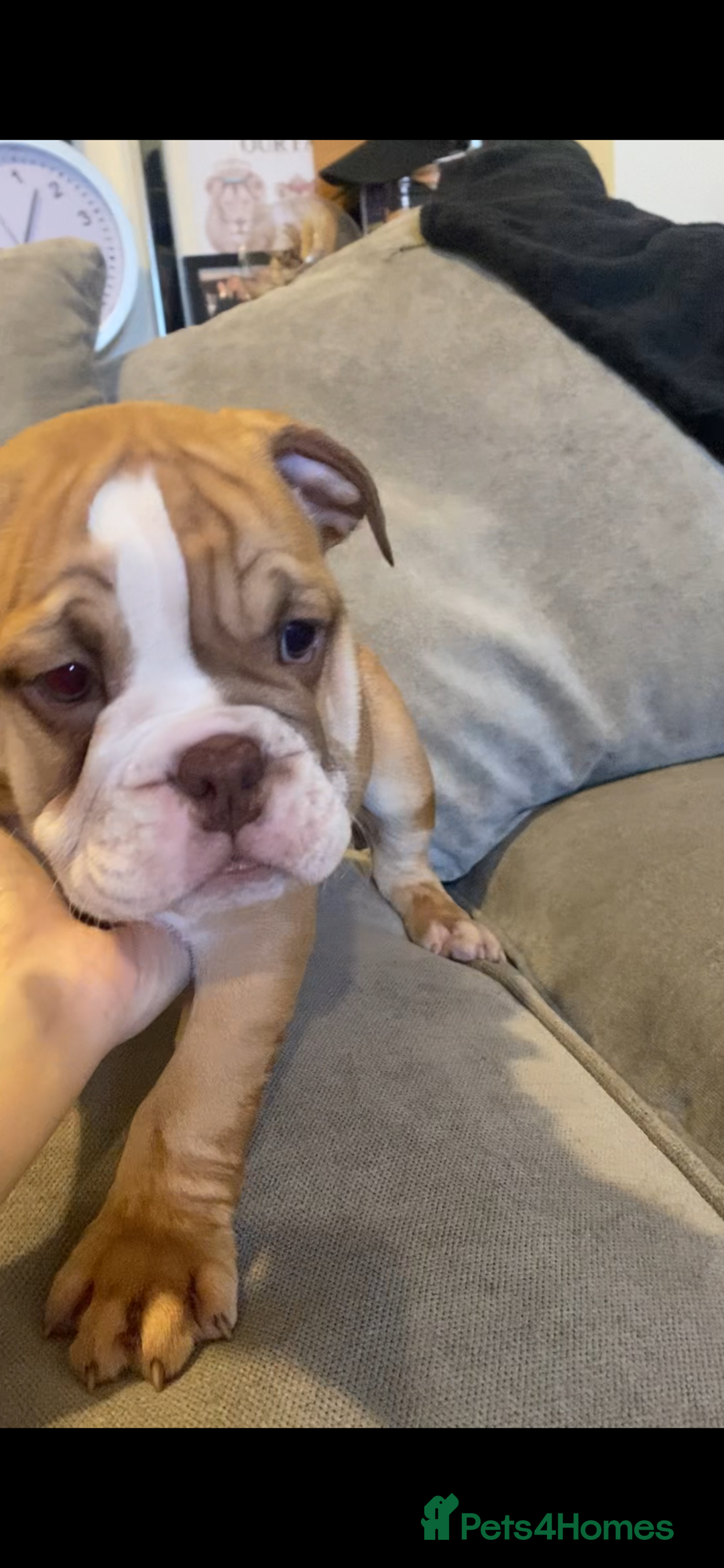 English Bulldog dogs for sale: Pedigree English bulldogs top-lines (7 weeks old)  - Image 10