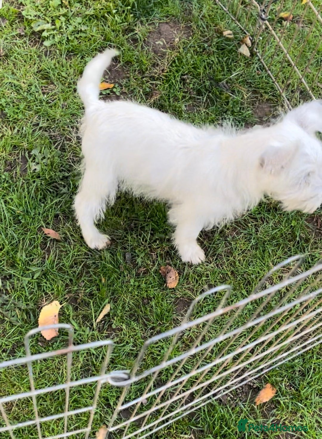 West Highland Terrier dogs for sale: Beautiful west highland terriers puppys - Image 33