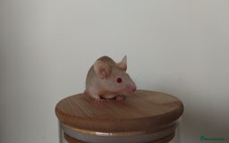 Mouse rodents for sale: 🐭 Female Mice Available for Adoption 🐭 - Image 3