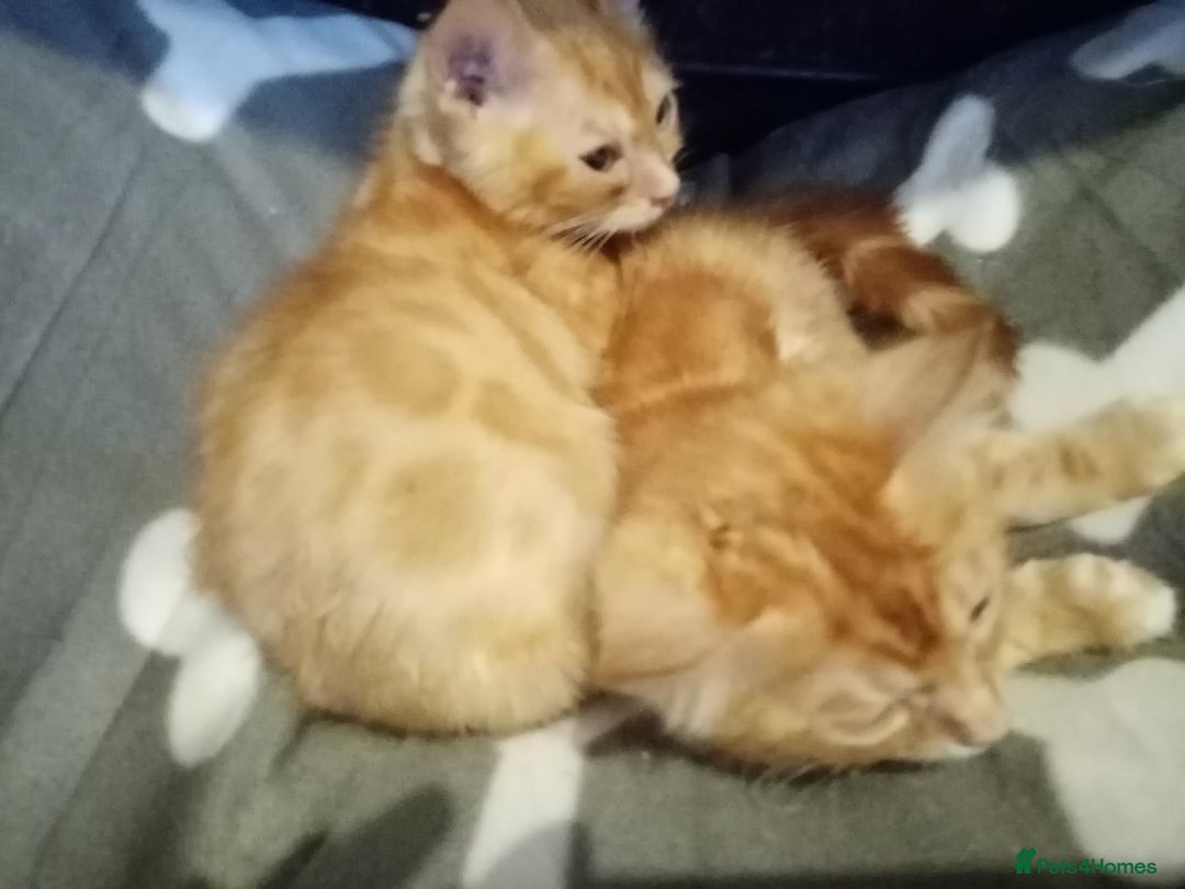 Mixed Breed cats for sale: Cute and Playful Kittens - Advert 22