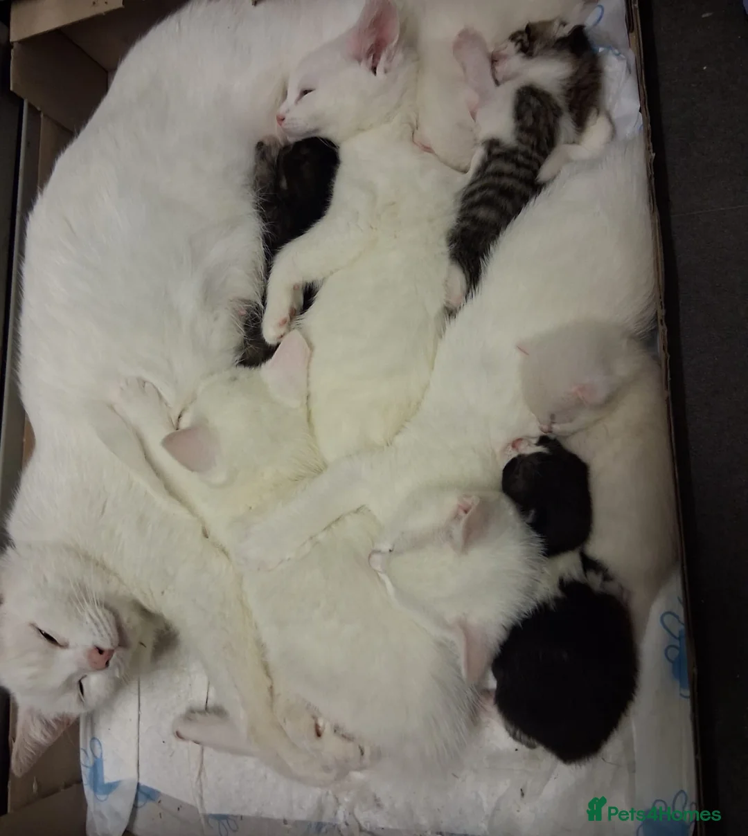 Mixed Breed cats for sale: Adorable black and white female kitten in Birmingham - Advert 13