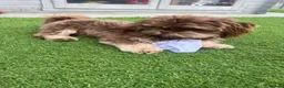 Shih Tzu dogs for sale: Gorgeous male Shih Tzu - Advert 4