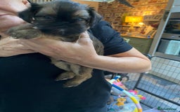 Griffon Bruxellois dogs for sale: New Kids on the Block - Image 3