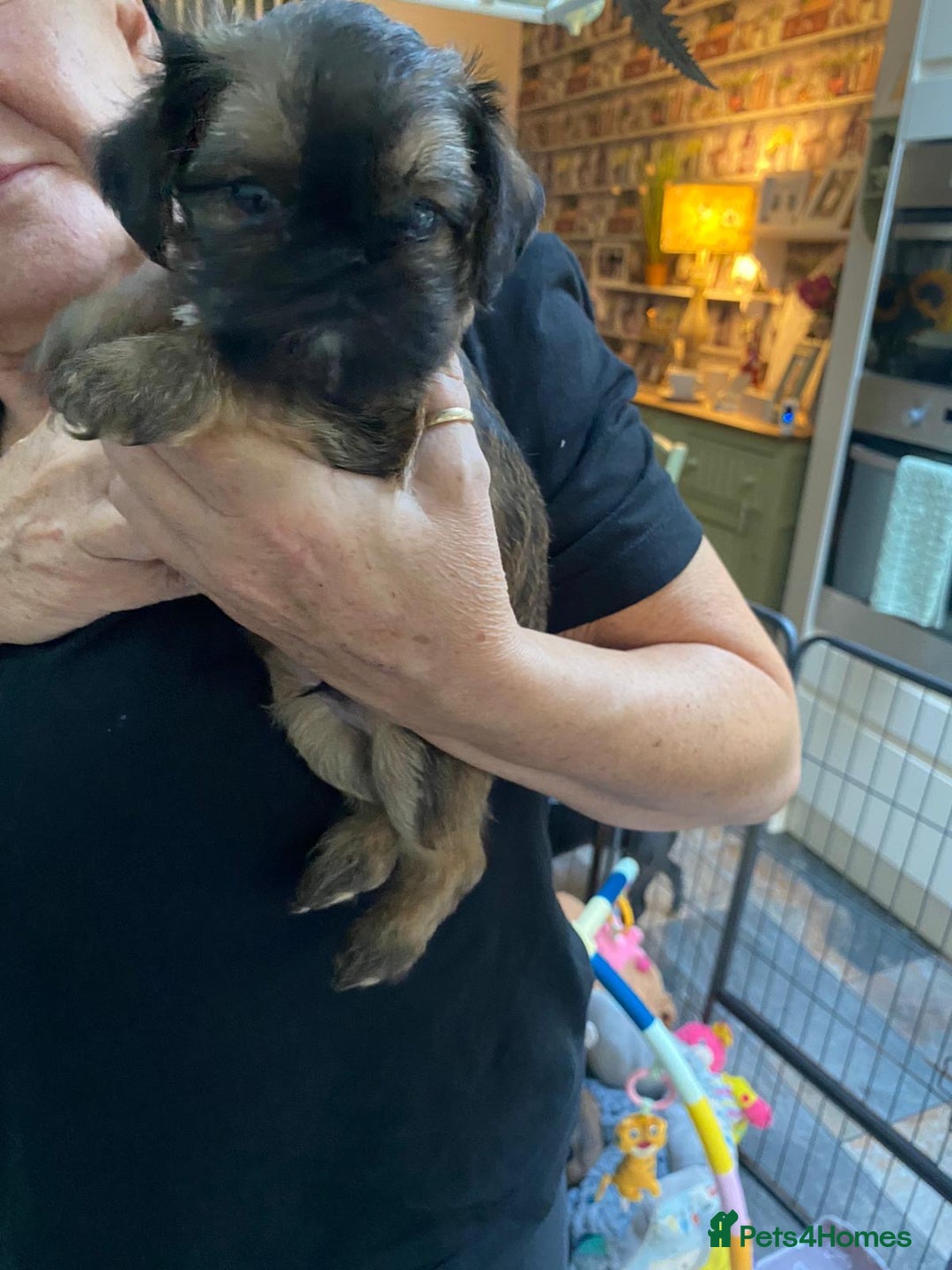 Griffon Bruxellois dogs for sale: New Kids on the Block - Image 3