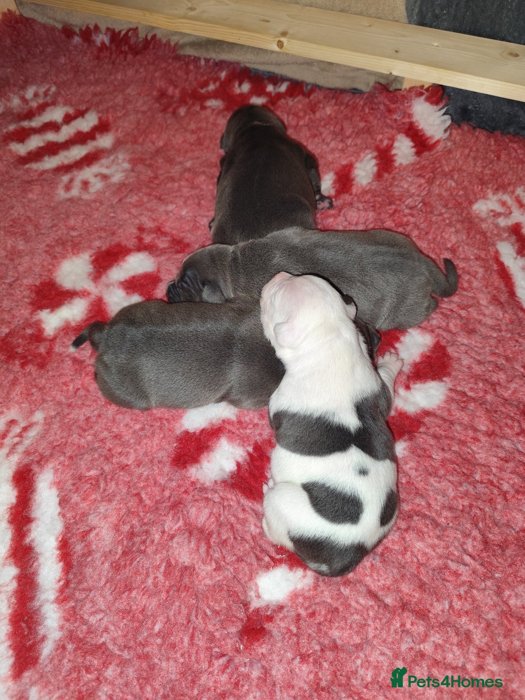 Staffordshire Bull Terrier dogs for sale: Staffordshire bull terrier puppies  - Advert 14